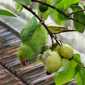 Meet your Posher, Jaya